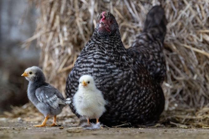 Ptičji grip im sad ne može ništa: Britanci razvili genetski izmenjenu piletinu