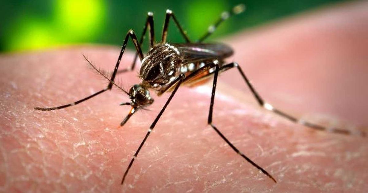 Dijeta komaraca radi nauke