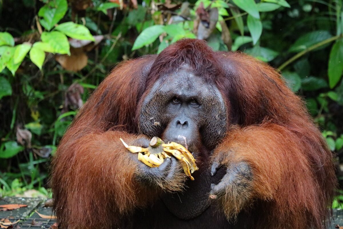 Orangutan zalečio ranu melemom koji je napravio od biljaka