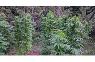 Pronađena plantaža marihuane u Pljevljima, uhapšena jedna osoba