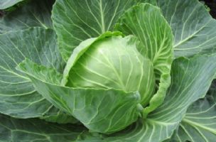 4 zdravstvene prednosti svežeg kupusa: Kralj "zimskog povrća" obiluje vitaminima i mineralima