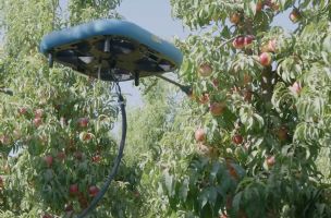 Autonomni dronovi odmenjuju ljude u branju voća