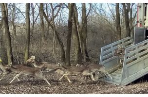 Mufloni i jeleni lopatari stigli u „Subotičke šume”