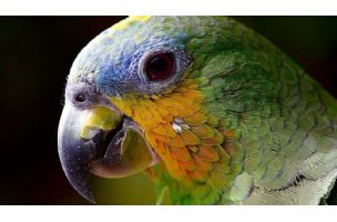 Svedočenje papagaja poslalo ubice na doživotnu robiju