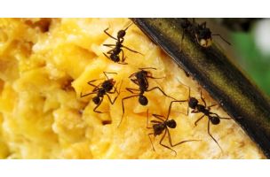 Napravite miks od ova dva sastojka, mravi i komarci će vaš dom zaobilaziti