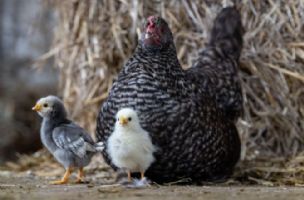 Ptičji grip im sad ne može ništa: Britanci razvili genetski izmenjenu piletinu