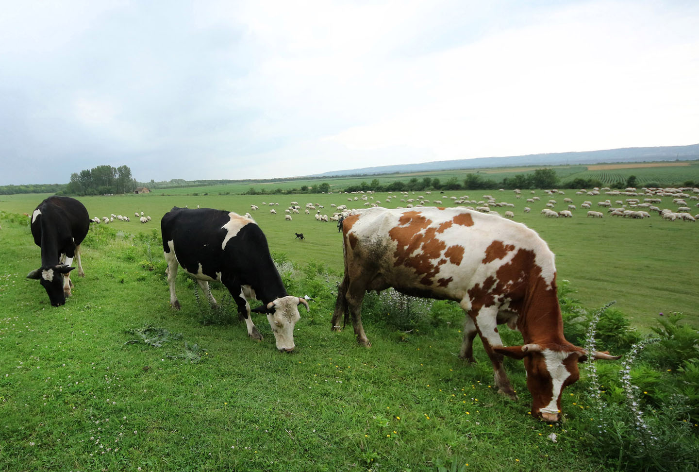 U Srbiji ima 80.000 fantomskih krava - Vreme