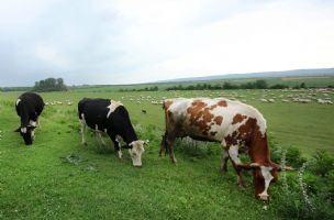 U Srbiji ima 80.000 fantomskih krava - Vreme
