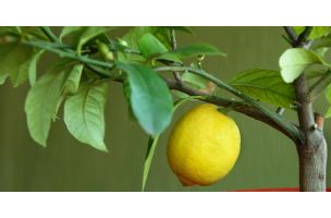 Kada izneti limun i drugo toploljubive biljke na otvoreno?