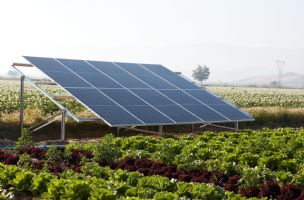 Investitori se ne obaziru na propise, solarni paneli uzimaju njive u Vojvodini: Šta je važnije, zeleni kilovati ili hrana