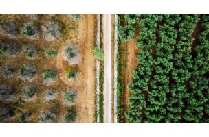 Apokalipsa biljaka: Zašto se suši drveće u Evropi