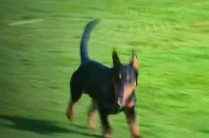NEOČEKIVAN GOST NA "ČIKA DAČI" Pas utrčao na teren, pretrčao sve fudbalere i odšetao na drugu stranu (VIDEO)