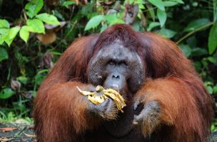 Orangutan zalečio ranu melemom koji je napravio od biljaka